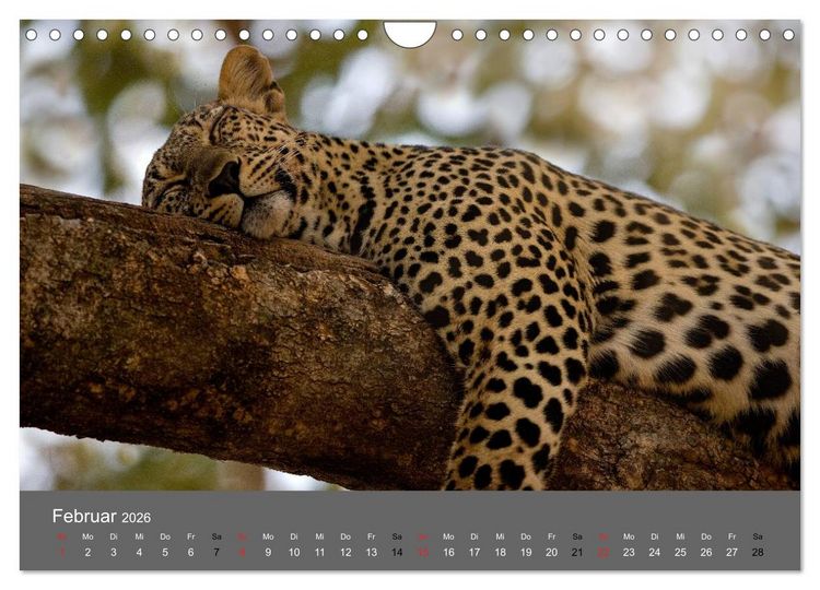 Produktbild: Ich tr&auml;umte von Afrika (Wandkalender 2026 DIN A4 quer), CALVENDO Monatskalender
