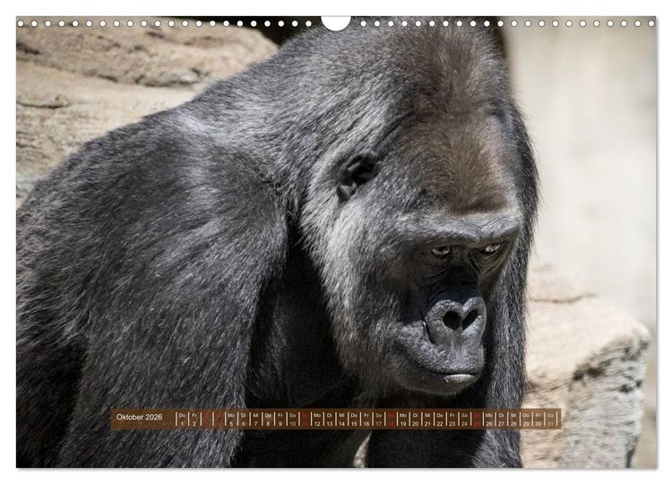 Produktbild: Affen - Individuen mit Charakter und Seele (Wandkalender 2026 DIN A3 quer), CALVENDO Monatskalender