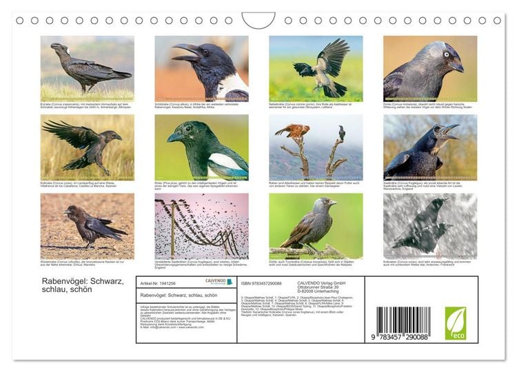 Produktbild: Rabenv&ouml;gel: Schwarz, schlau, sch&ouml;n (Wandkalender 2026 DIN A4 quer), CALVENDO Monatskalender