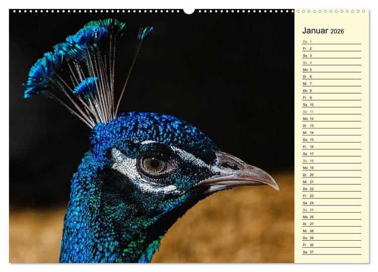 Produktbild: Pfaue. Pr&auml;chtig und schillernd (Wandkalender 2026 DIN A2 quer), CALVENDO Monatskalender