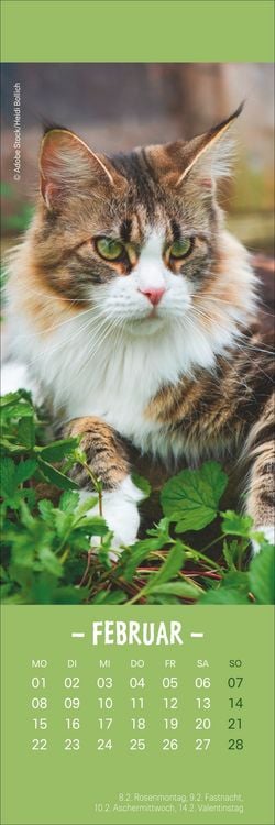 Produktbild: Katzen Lesezeichen & Kalender 2027