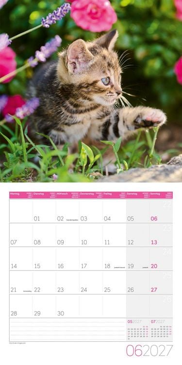 Produktbild: Katzen Kalender 2027 - 30x30 - Art12