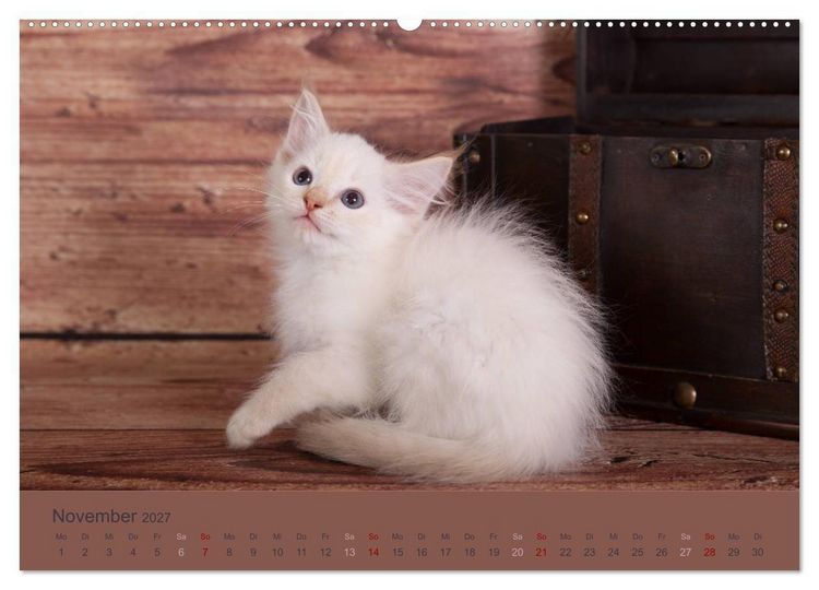 Produktbild: Flauschige Ragdoll Kitten (hochwertiger Premium Wandkalender 2027 DIN A2 quer), Kunstdruck in Hochglanz