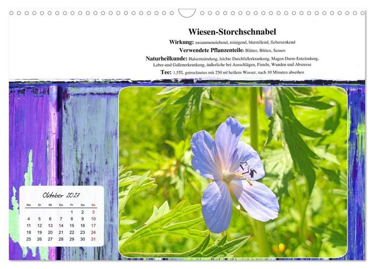 Produktbild: Gesundheit vor deiner Haust&uuml;re - Heilpflanzen am Alpenrand - Wirkung, Anwendungsbereiche und Teezubereitung (Wandkalender 2027 DIN A3 quer), CALVENDO Monatskalender