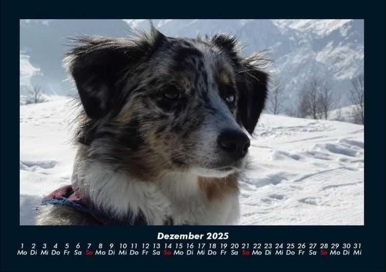Produktbild: Hundezauber 2025 Fotokalender DIN A4