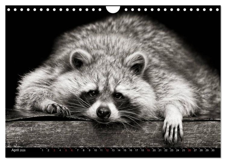 Produktbild: Waschb&auml;ren - Maskierte Gauner (Wandkalender 2026 DIN A4 quer), CALVENDO Monatskalender