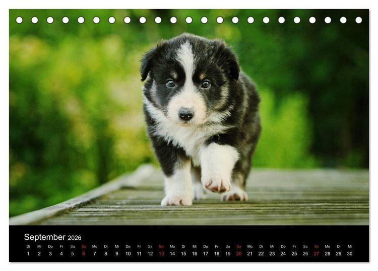 Produktbild: Der Bordercollie-Kalender (Tischkalender 2026 DIN A5 quer), CALVENDO Monatskalender