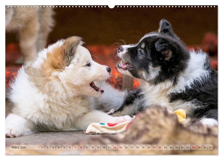 Produktbild: Bezaubernde Islandhundewelpen (Wandkalender 2026 DIN A2 quer), CALVENDO Monatskalender
