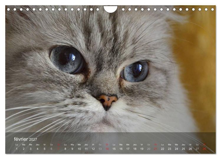 Produktbild: Mine de chat (Calendrier mural 2027 DIN A4 vertical), CALVENDO calendrier mensuel