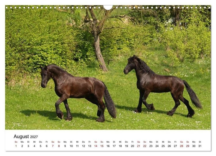 Produktbild: Friesen - Kraft und Eleganz (Wandkalender 2027 DIN A3 quer), CALVENDO Monatskalender