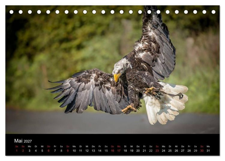 Produktbild: Sch&ouml;nheiten der L&uuml;fte - Greifv&ouml;gel (Tischkalender 2027 DIN A5 quer), CALVENDO Monatskalender