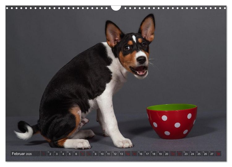 Produktbild: Basenji-Sch&ouml;nheiten (Wandkalender 2026 DIN A3 quer), CALVENDO Monatskalender