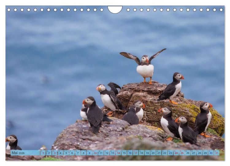 Produktbild: Papageientaucher - Farbenfrohe Flieger der Natur (Wandkalender 2026 DIN A4 quer), CALVENDO Monatskalender