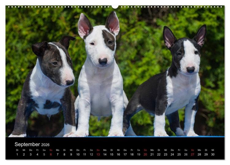 Produktbild: Welpen 2026 (Wandkalender 2026 DIN A2 quer), CALVENDO Monatskalender