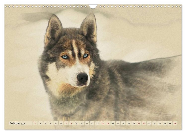 Produktbild: Schlittenhunde 2026 (Wandkalender 2026 DIN A3 quer), CALVENDO Monatskalender