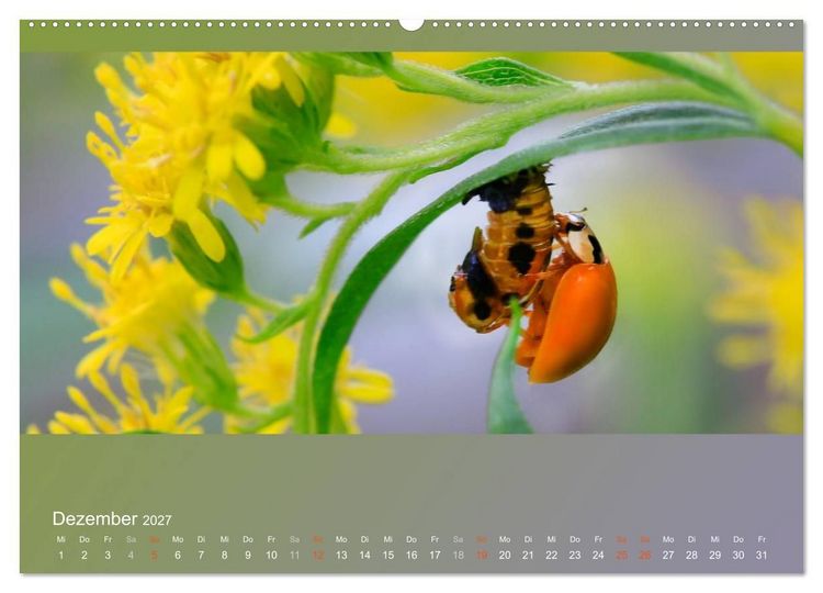 Produktbild: Falter, K&auml;fer und Co.faszinierend, doch extrem gef&auml;hrdet (Wandkalender 2027 DIN A2 quer), CALVENDO Monatskalender