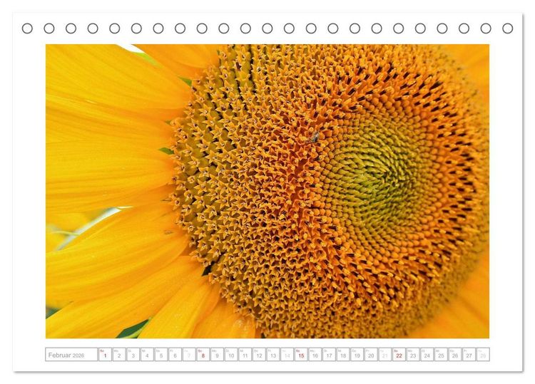 Produktbild: Sonnentage 2026 (Tischkalender 2026 DIN A5 quer), CALVENDO Monatskalender