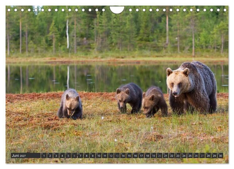 Produktbild: Magie des Augenblicks - B&auml;ren in nordischen W&auml;ldern (Wandkalender 2027 DIN A4 quer), CALVENDO Monatskalender