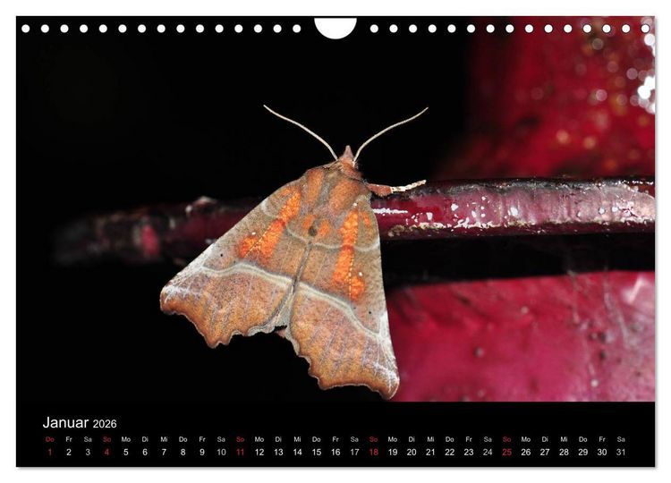 Produktbild: Nachtfalter - Unbekannte Sch&ouml;nheiten (Wandkalender 2026 DIN A4 quer), CALVENDO Monatskalender