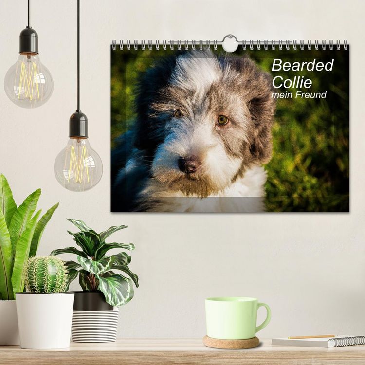 Produktbild: Bearded Collie, mein Freund (Wandkalender 2026 DIN A4 quer), CALVENDO Monatskalender
