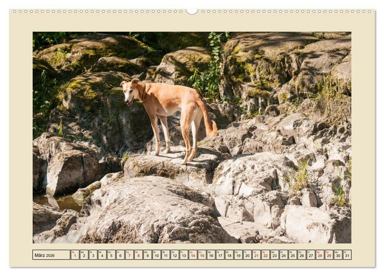Produktbild: Mit dem Windhund unterwegs im zauberhaften Bergischen Land (Wandkalender 2026 DIN A2 quer), CALVENDO Monatskalender
