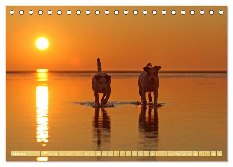 Produktbild: Die Parson-Russell-Terrier ...mit neuen Abenteuern aus der Hundeknipserei (Tischkalender 2026 DIN A5 quer), CALVENDO Monatskalender