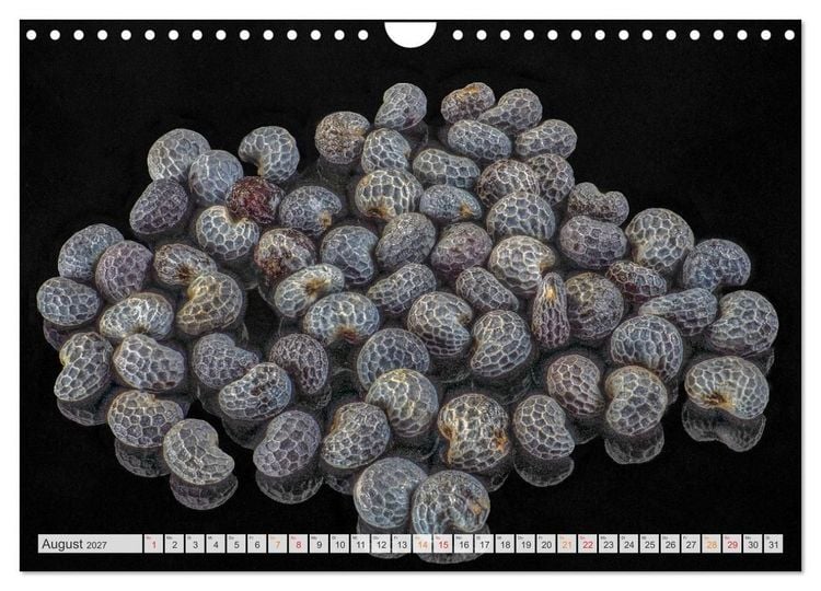 Produktbild: Zauber der kleinen Dinge (Wandkalender 2027 DIN A4 quer), CALVENDO Monatskalender