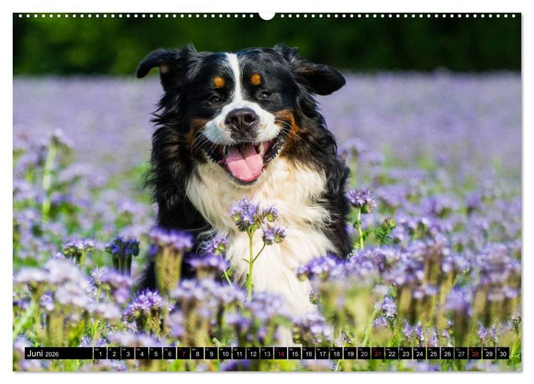 Produktbild: Berner Sennenhunde in Action (hochwertiger Premium Wandkalender 2026 DIN A2 quer), Kunstdruck in Hochglanz