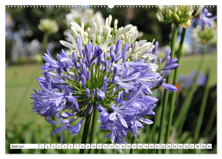 Produktbild: Bl&uuml;tenzauber auf Madeira. Wildblumen und Ziergew&auml;chse (hochwertiger Premium Wandkalender 2027 DIN A2 quer), Kunstdruck in Hochglanz