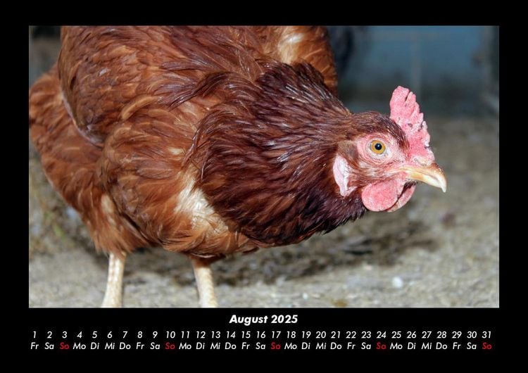 Produktbild: Tiere auf dem Bauernhof 2025 Fotokalender DIN A3