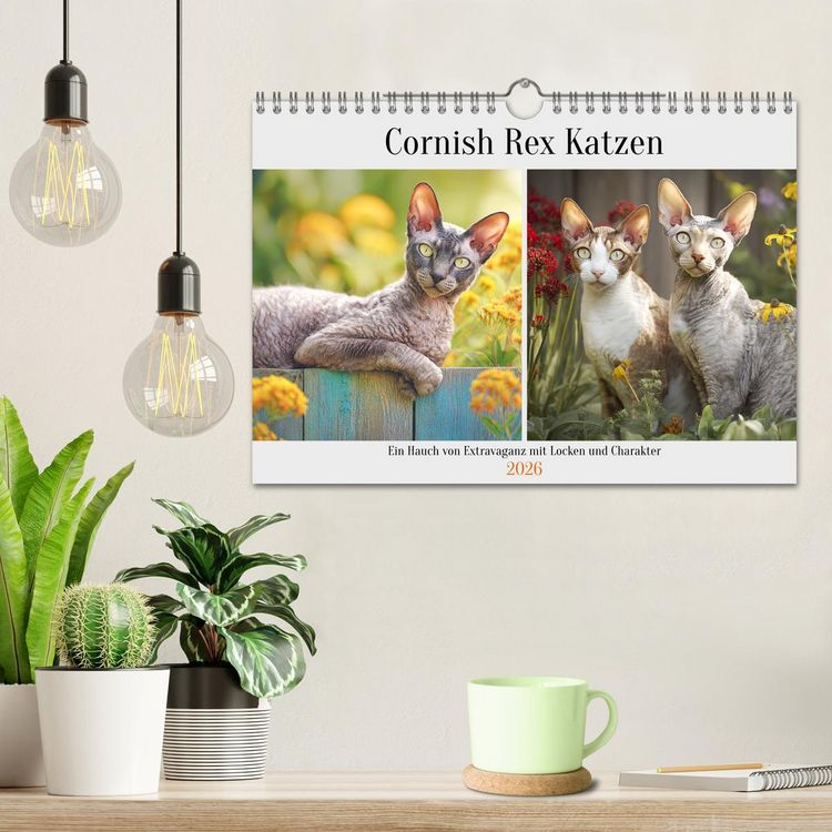 Produktbild: Cornish Rex Katzen. Ein Hauch von Extravaganz mit Locken und Charakter (Wandkalender 2026 DIN A4 quer), CALVENDO Monatskalender