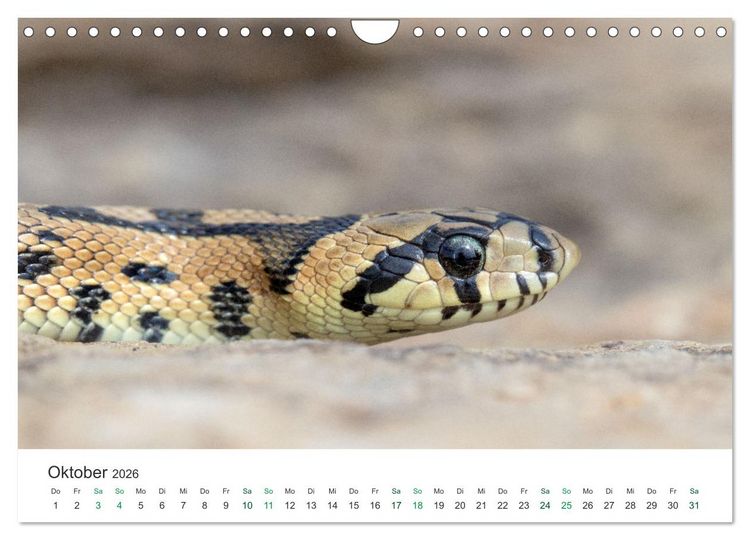 Produktbild: Schlangen - Portraits europ&auml;ischer Arten (Wandkalender 2026 DIN A4 quer), CALVENDO Monatskalender