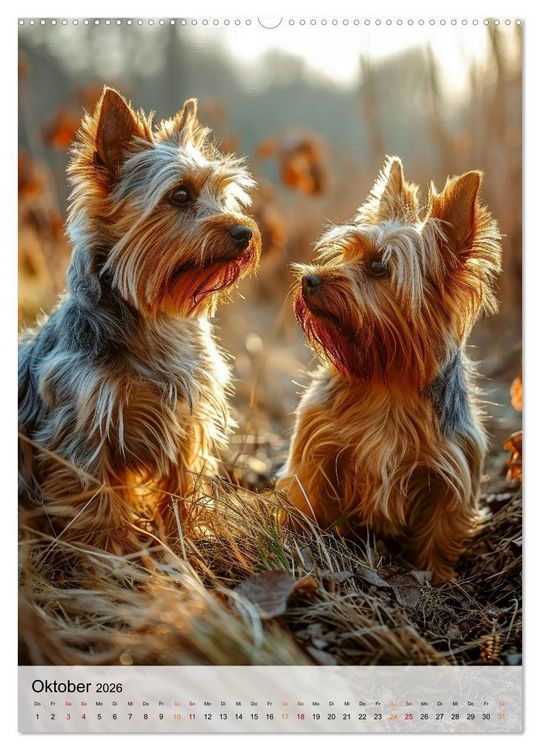Produktbild: Yorkshire Terrier - ein Hund mit starkem Charakter (hochwertiger Premium Wandkalender 2026 DIN A2 hoch), Kunstdruck in Hochglanz