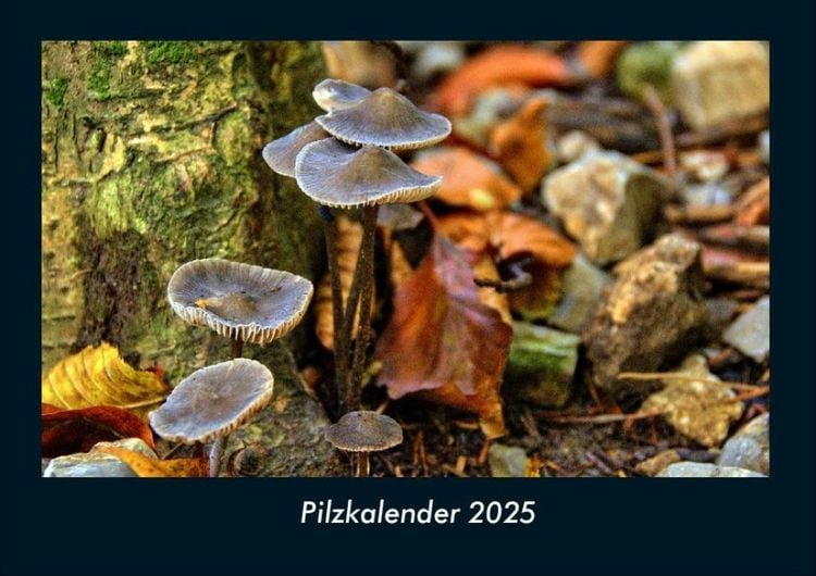 Produktbild: Pilzkalender 2025 Fotokalender DIN A4