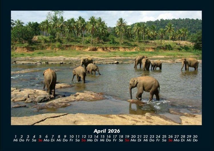 Produktbild: Elefanten 2026 Fotokalender DIN A4
