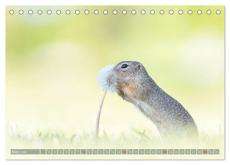 Produktbild: Liebenswerte Ziesel - vom Aussterben bedrohte Nagetiere (Tischkalender 2026 DIN A5 quer), CALVENDO Monatskalender