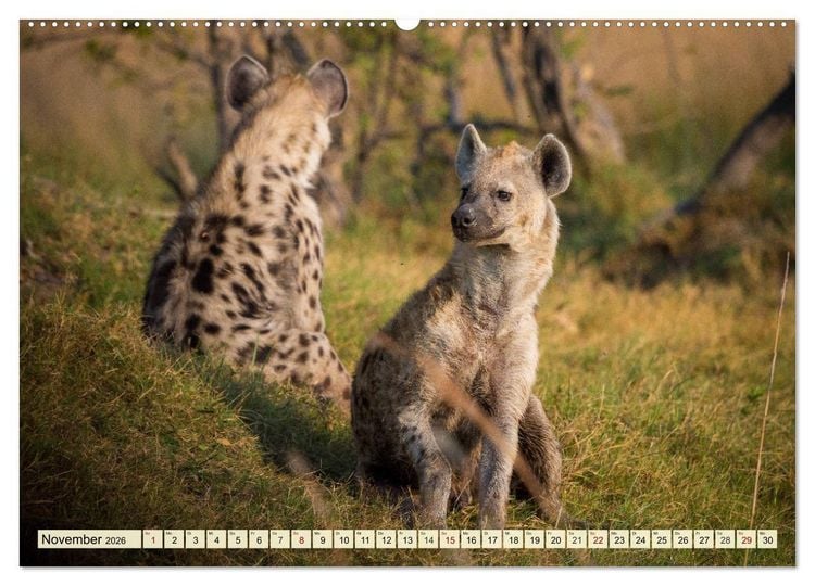 Produktbild: Afrika. Botswanas wundervolle Tierwelt (Wandkalender 2026 DIN A2 quer), CALVENDO Monatskalender
