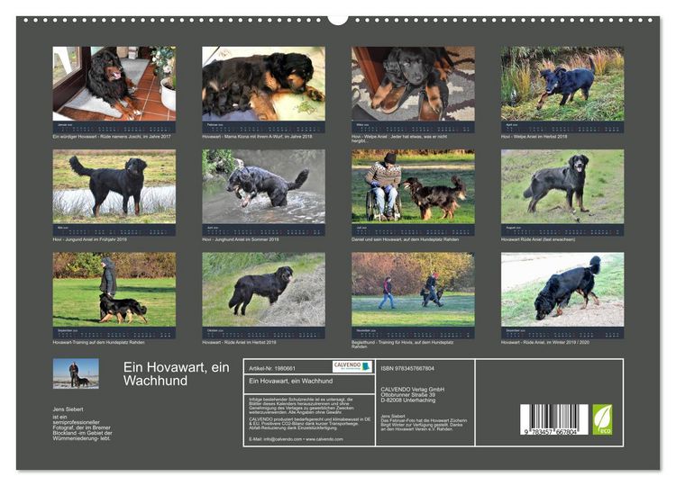 Produktbild: Ein Hovawart, ein Wachhund (hochwertiger Premium Wandkalender 2026 DIN A2 quer), Kunstdruck in Hochglanz