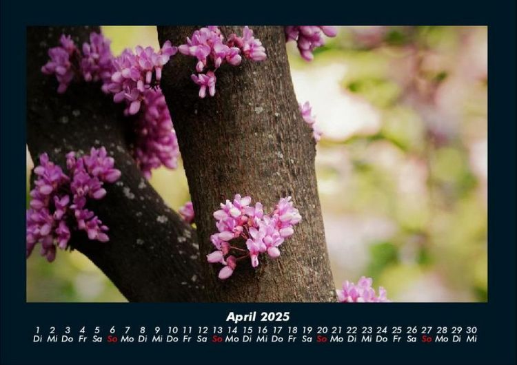Produktbild: Blumentr&auml;ume 2025 Fotokalender DIN A4
