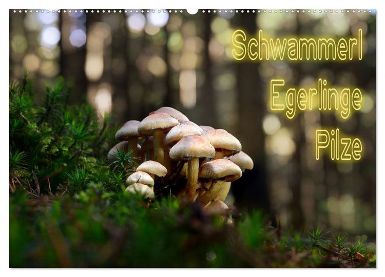 Produktbild: Schwammerl Egerlinge Pilze (Wandkalender 2026 DIN A2 quer), CALVENDO Monatskalender