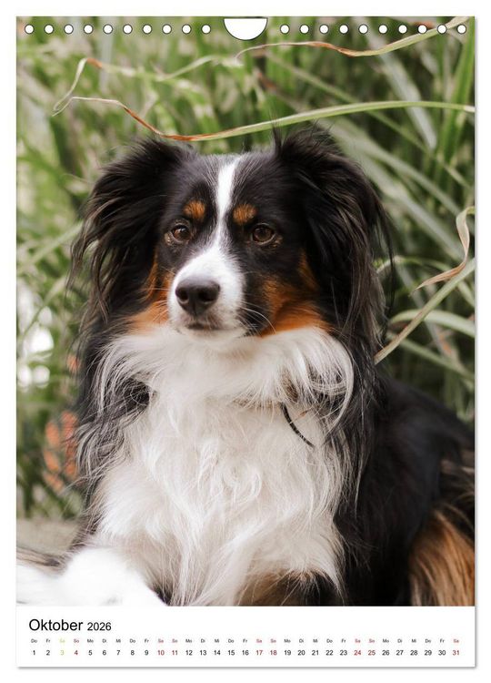 Produktbild: Australian Shepherd - Beste Freunde (Wandkalender 2026 DIN A4 hoch), CALVENDO Monatskalender