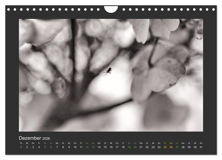 Produktbild: Pflanzen in Schwarz und Wei&szlig; (Wandkalender 2026 DIN A4 quer), CALVENDO Monatskalender