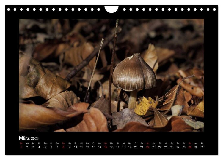 Produktbild: Pilze (Wandkalender 2026 DIN A4 quer), CALVENDO Monatskalender