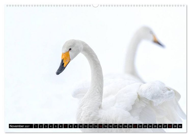Produktbild: Japanische Vogelwelt im Winter (hochwertiger Premium Wandkalender 2027 DIN A2 quer), Kunstdruck in Hochglanz