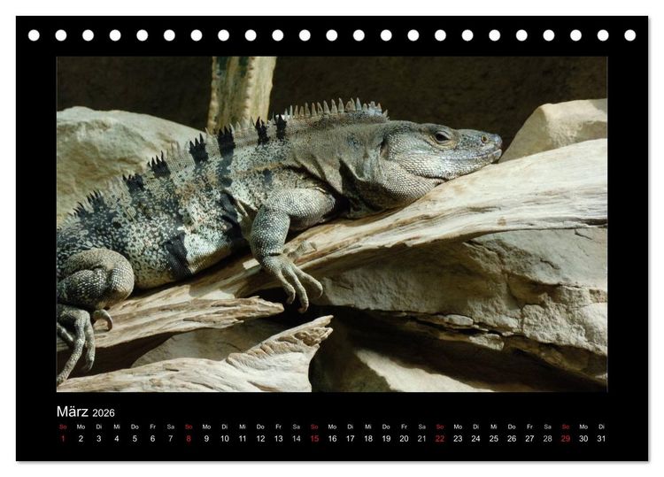 Produktbild: Faszinierende Reptilien (Tischkalender 2026 DIN A5 quer), CALVENDO Monatskalender