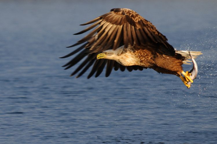 Produktbild: Die Welt der Adler