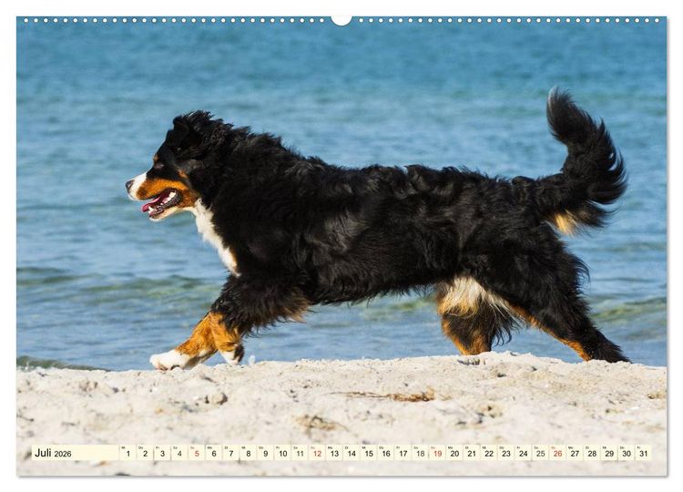 Produktbild: Berner Sennenhunde am Strand (hochwertiger Premium Wandkalender 2026 DIN A2 quer), Kunstdruck in Hochglanz