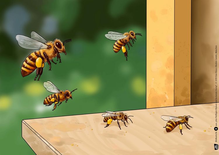 Produktbild: Von flei&szlig;igen Bienen und leckerem Honig. Kamishibai Bildkartenset