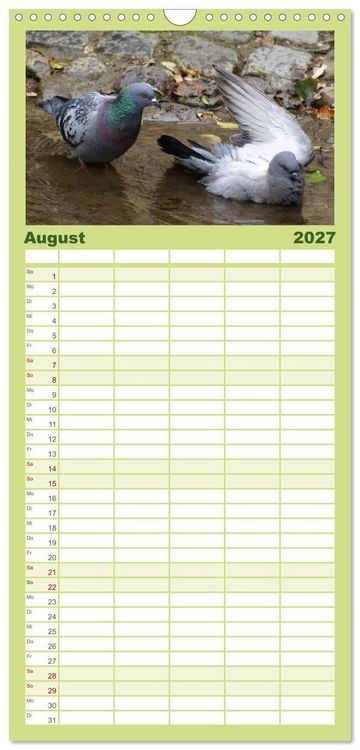 Produktbild: Familienplaner 2027 - Tauben in der Stadt mit 5 Spalten (Wandkalender, 21 x 45 cm) CALVENDO