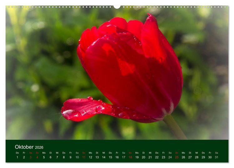 Produktbild: Blumen und Bl&uuml;ten (hochwertiger Premium Wandkalender 2026 DIN A2 quer), Kunstdruck in Hochglanz